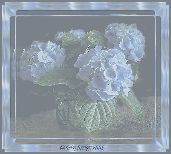 Blue Hydrangea